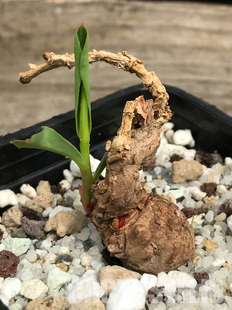 SHPR6450 Euphorbia aff. specks ES2288, Northern Prov., Northern Prov., Zambia - Image 2