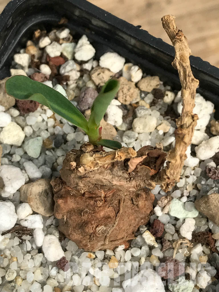 SHPR6450 Euphorbia aff. specks ES2288, Northern Prov., Northern Prov., Zambia - Image 3