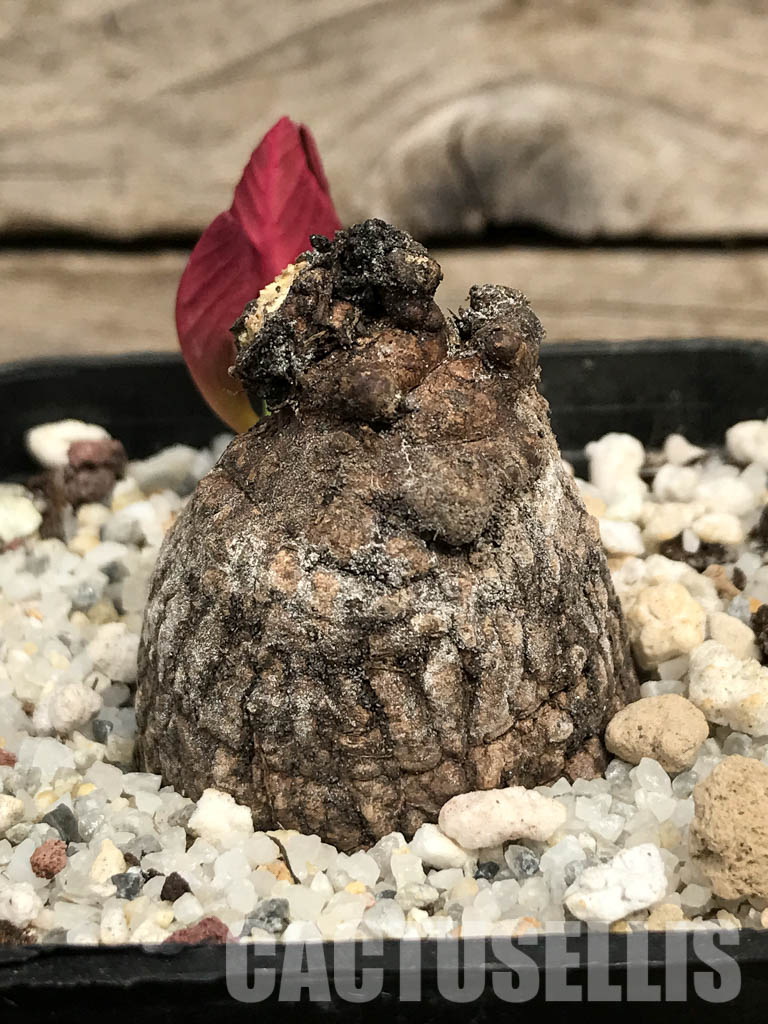 SHPR6451 Monadenium globosum ES 20369, Tanzania, East Africa