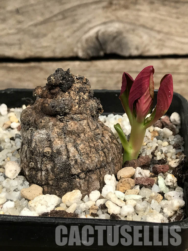 SHPR6451 Monadenium globosum ES 20369, Tanzania, East Africa - Image 2