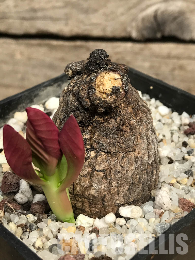 SHPR6451 Monadenium globosum ES 20369, Tanzania, East Africa - Image 3