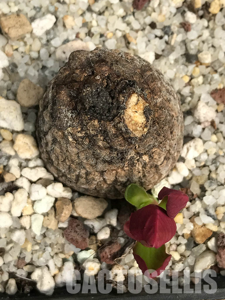 SHPR6451 Monadenium globosum ES 20369, Tanzania, East Africa - Image 4