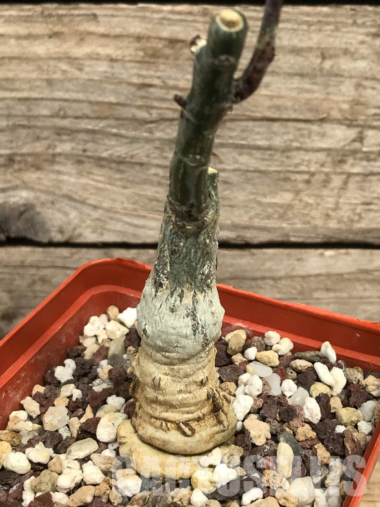 SHPR6452 Adenia ecirrosa, SW of Lac Manampetsa, Madagascar - Imagen 2