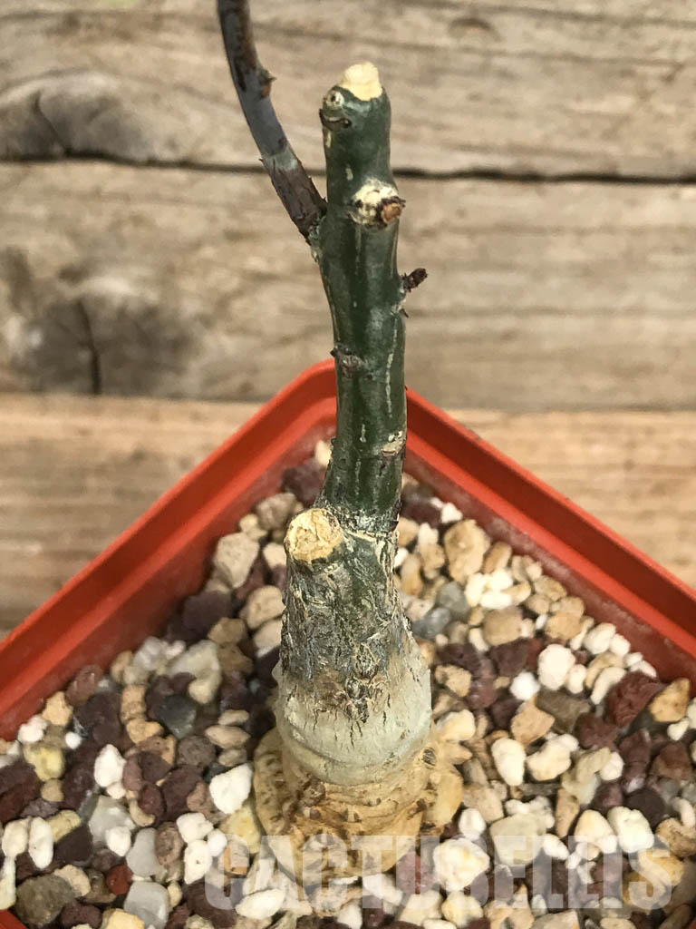 SHPR6452 Adenia ecirrosa, SW of Lac Manampetsa, Madagascar - Imagen 3