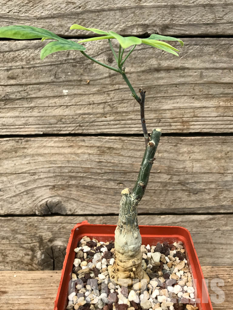 SHPR6452 Adenia ecirrosa, SW of Lac Manampetsa, Madagascar - Imagen 4