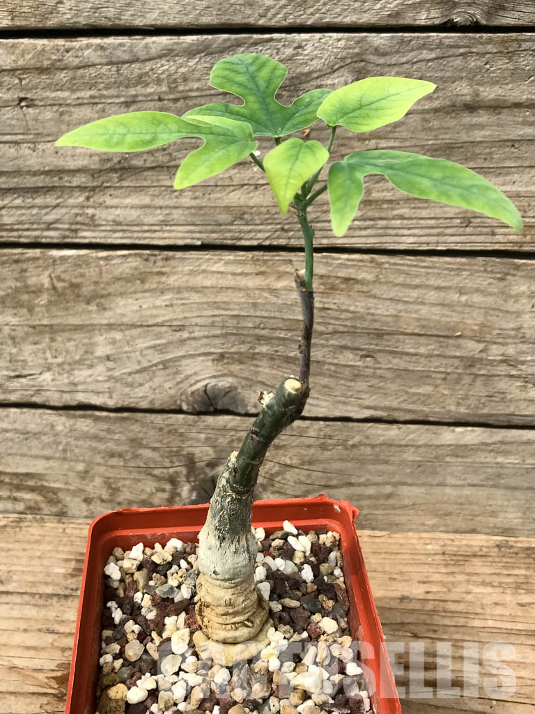 SHPR6452 Adenia ecirrosa, SW of Lac Manampetsa, Madagascar - Imagen 5