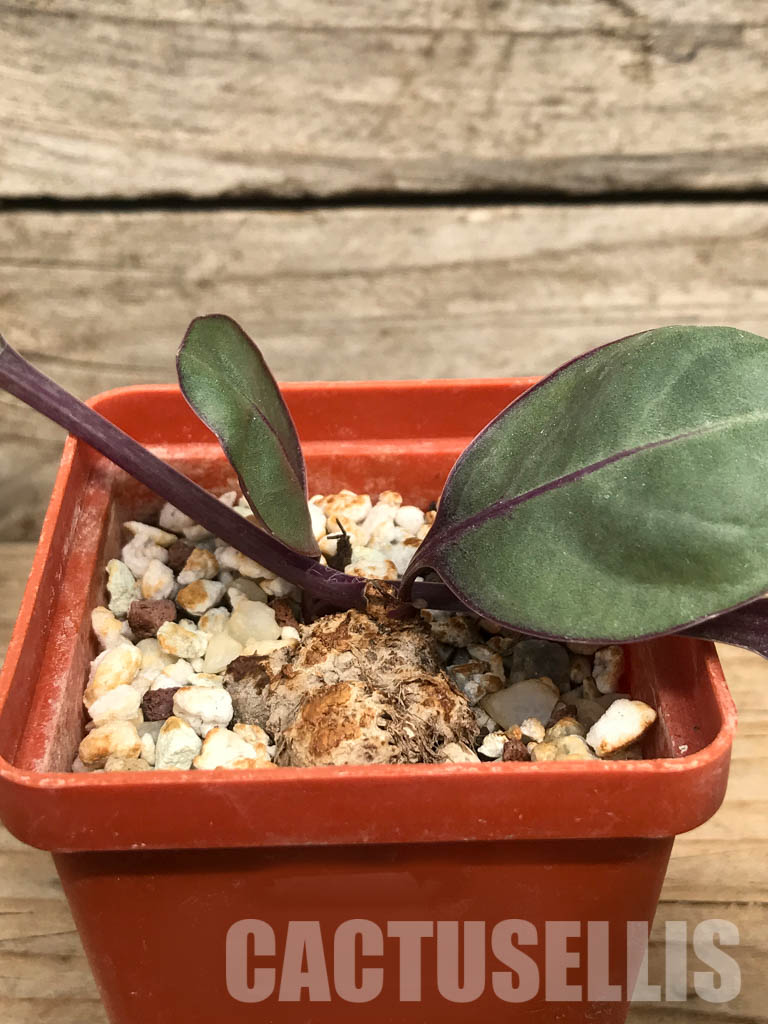 SHPR6453 Senecio sp., single leaf, Makambako, Njombe Prov., Tanzanian - Image 2