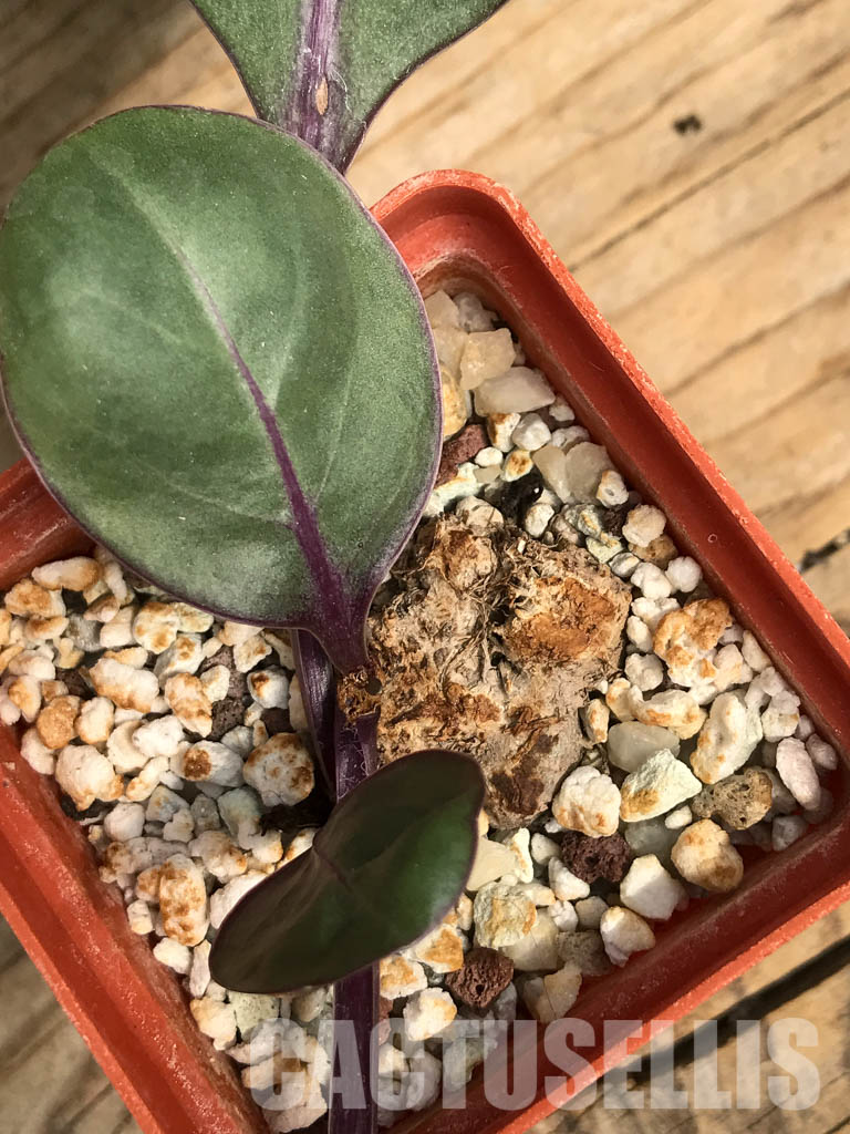 SHPR6453 Senecio sp., single leaf, Makambako, Njombe Prov., Tanzanian