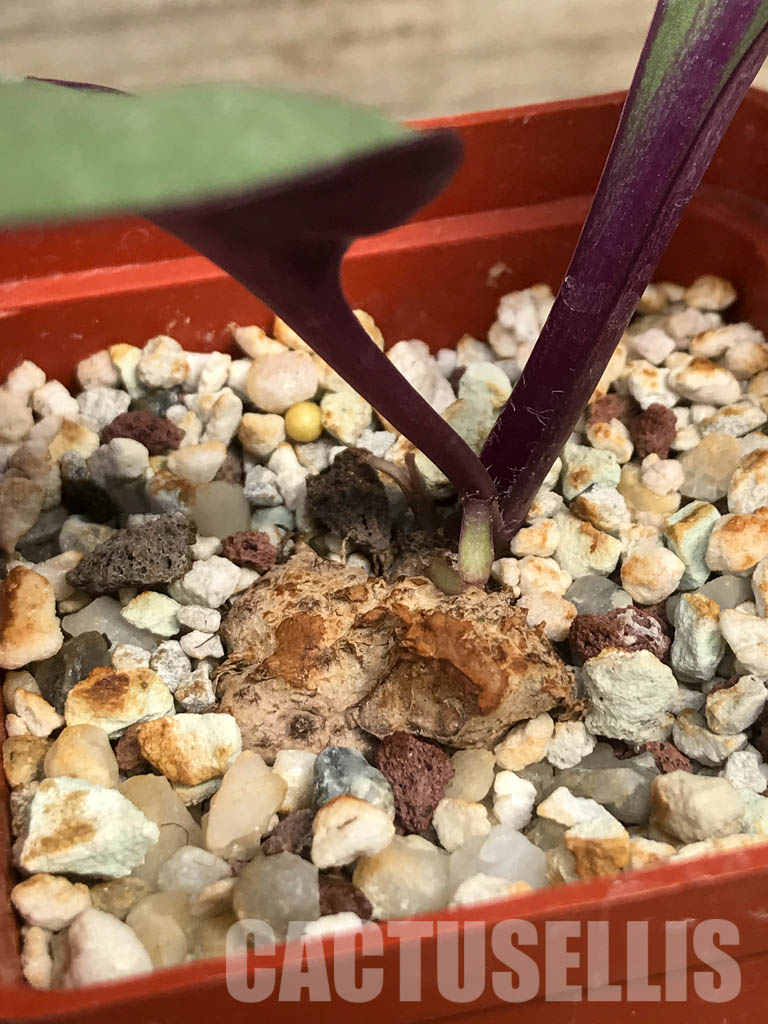 SHPR6453 Senecio sp., single leaf, Makambako, Njombe Prov., Tanzanian - Image 5