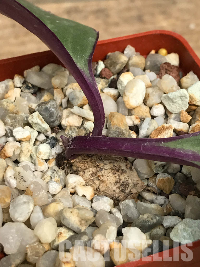 SHPR6453 Senecio sp., single leaf, Makambako, Njombe Prov., Tanzanian - Image 6