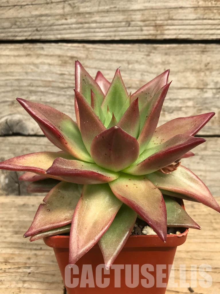 SHPR6455 Echeveria agavoides 'Romeo rubin' - 画像 (2)