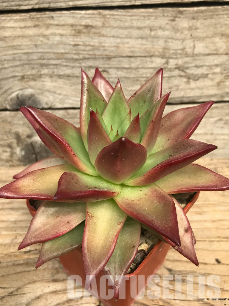 SHPR6455 Echeveria agavoides 'Romeo rubin' - 画像 (3)