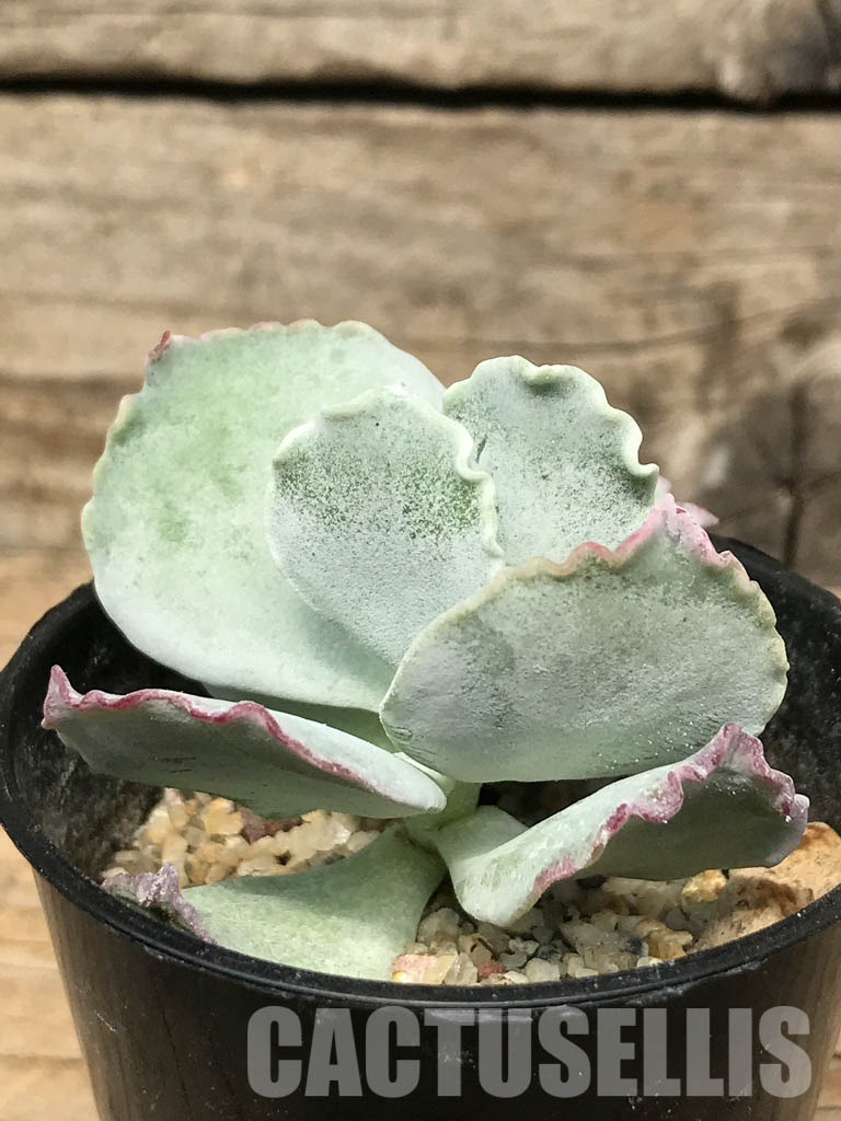 SHPR6460 Cotyledon 'Undulata' - Image 2