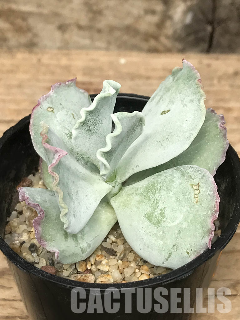 SHPR6460 Cotyledon 'Undulata' - Image 3