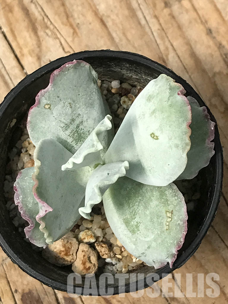 SHPR6460 Cotyledon 'Undulata' - Image 4