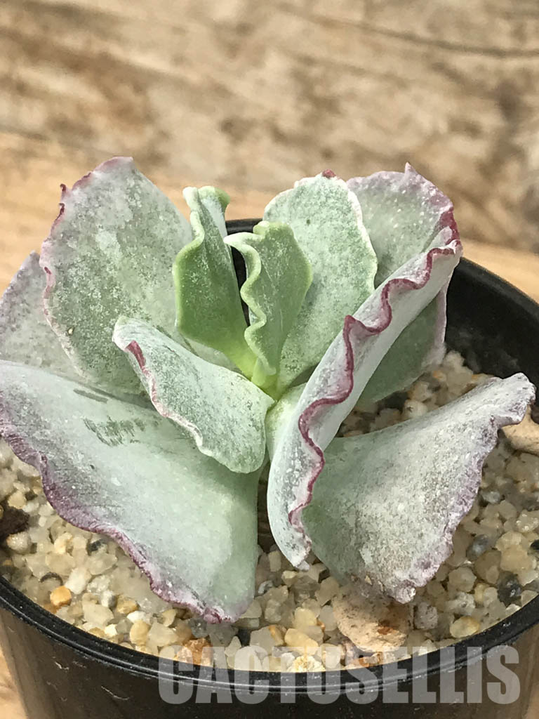 SHPR6460 Cotyledon 'Undulata'