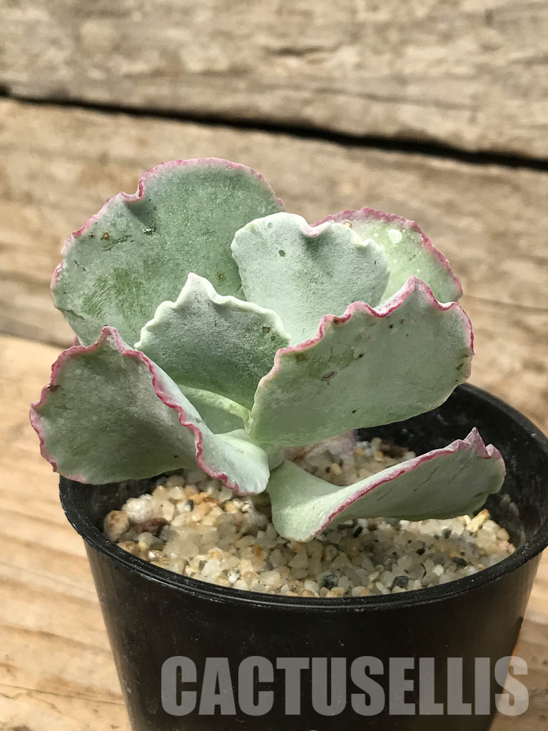 SHPR6460 Cotyledon 'Undulata' - Image 6