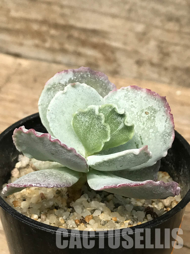 SHPR6460 Cotyledon 'Undulata' - Image 7