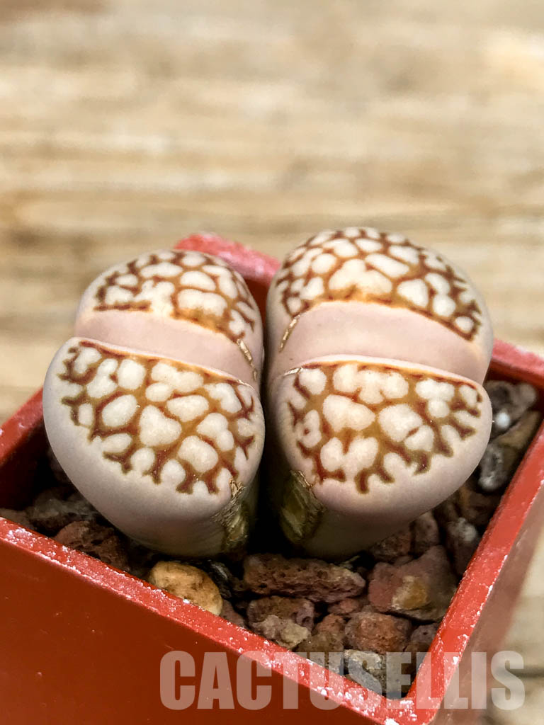 SHPR6461 Lithops julii ssp. julii cv. 'Kikushogiyoku x Lithops hookeri, two heads - Image 2