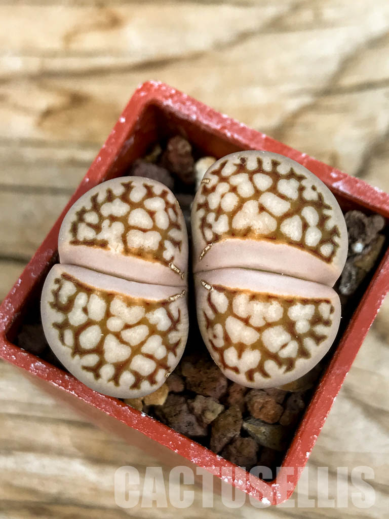 SHPR6461 Lithops julii ssp. julii cv. 'Kikushogiyoku x Lithops hookeri, two heads - Image 3