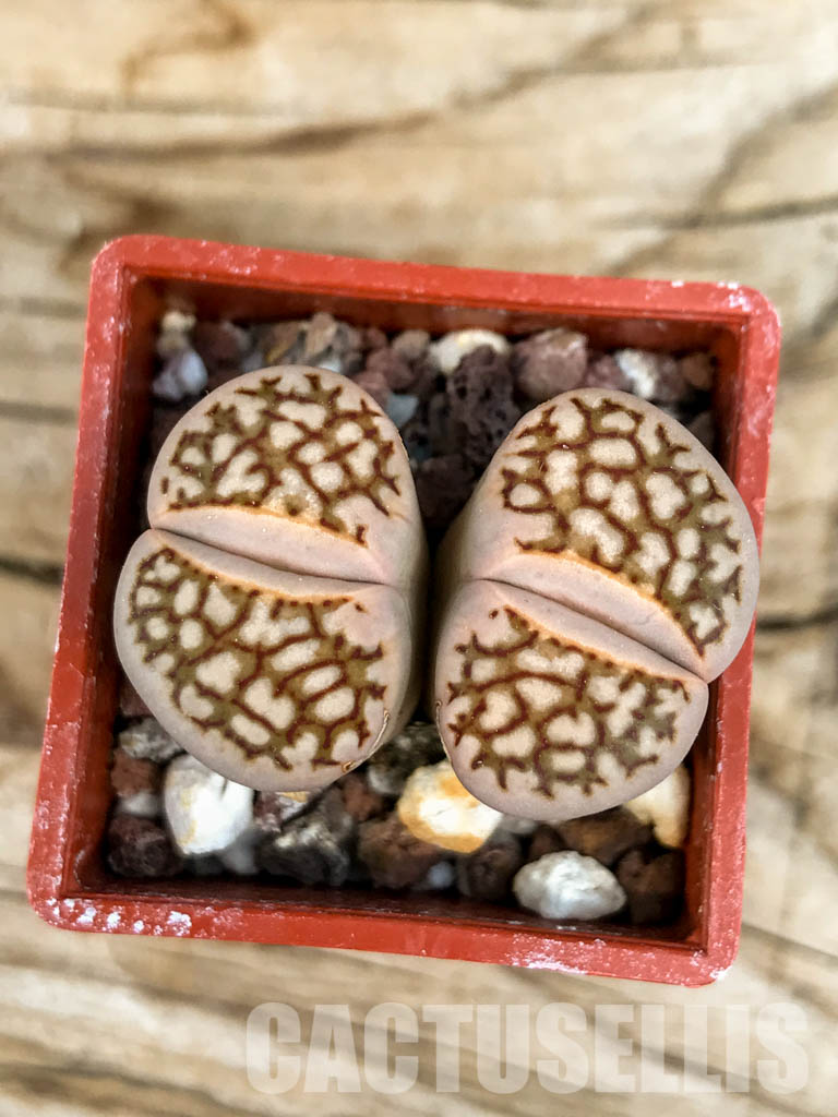SHPR6461 Lithops julii ssp. julii cv. 'Kikushogiyoku x Lithops hookeri, two heads - Image 4