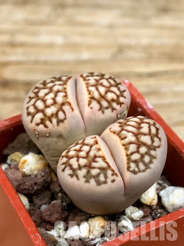 SHPR6461 Lithops julii ssp. julii cv. 'Kikushogiyoku x Lithops hookeri, two heads - Image 5