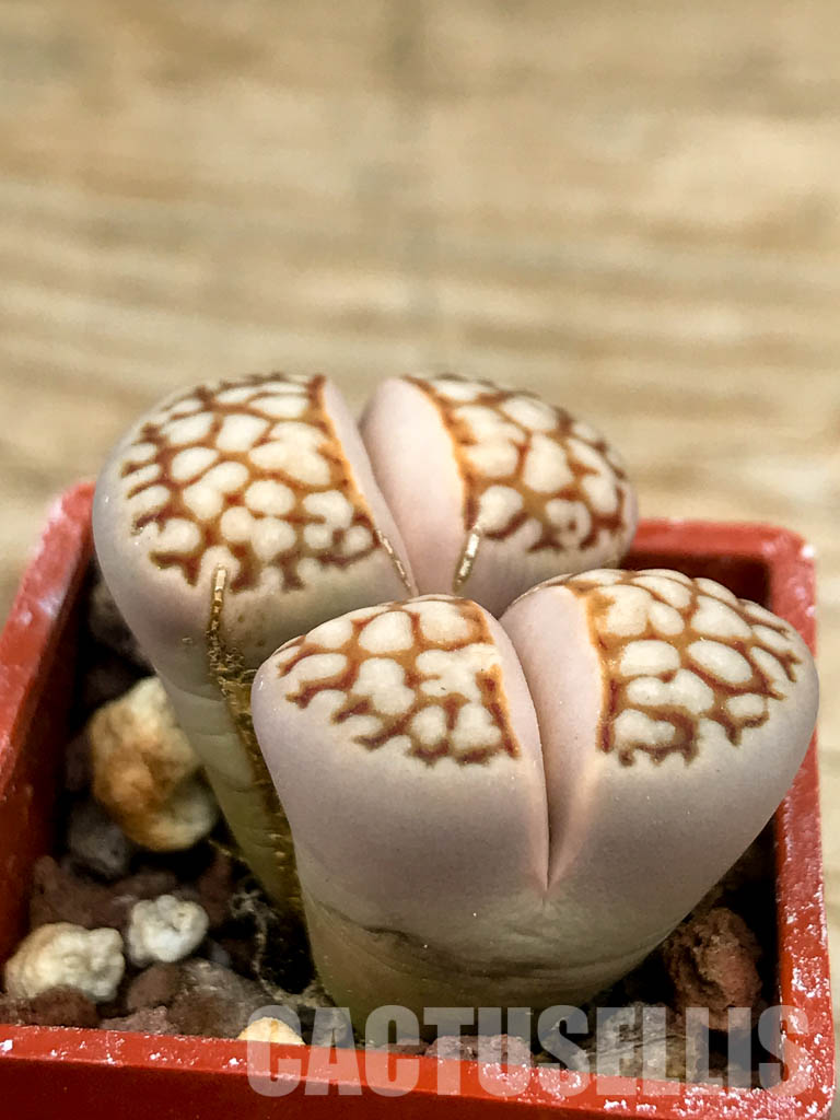 SHPR6461 Lithops julii ssp. julii cv. 'Kikushogiyoku x Lithops hookeri, two heads - Image 6
