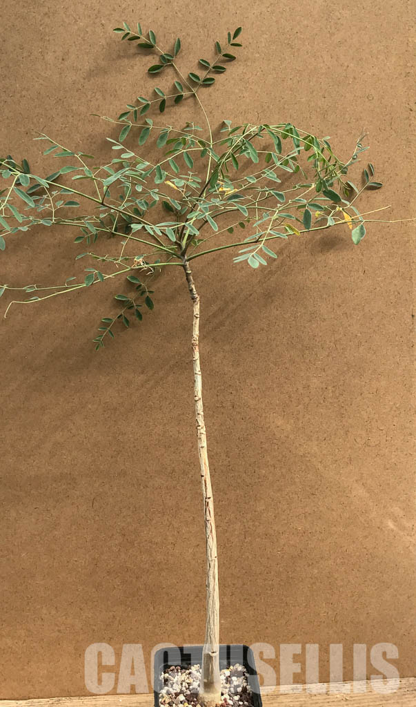 SHPR6462 Moringa hildebrandtii, Madagascar