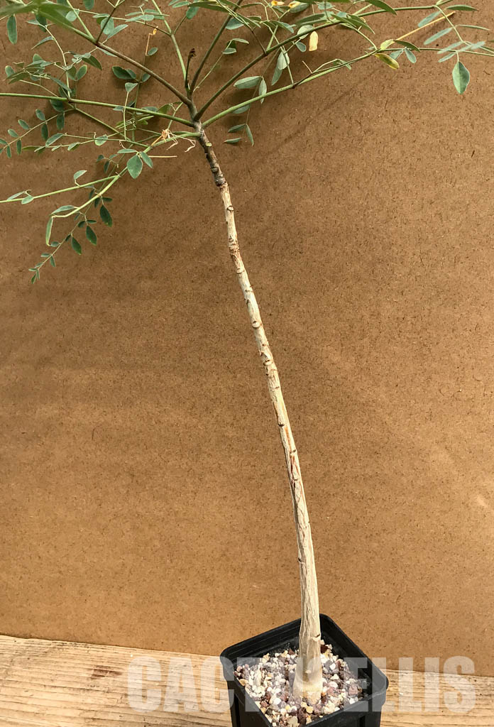 SHPR6462 Moringa hildebrandtii, Madagascar - Зображення 3