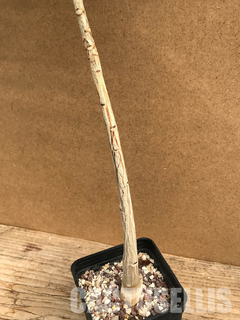 SHPR6462 Moringa hildebrandtii, Madagascar - Зображення 4