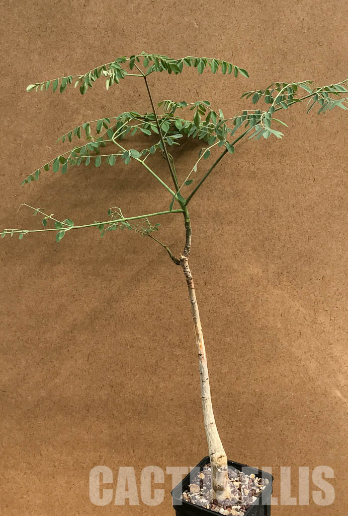 SHPR6463 Moringa hildebrandtii, Madagascar - Image 2