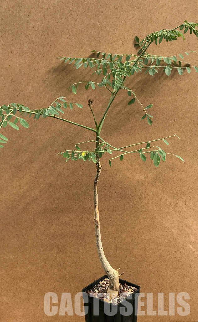 SHPR6463 Moringa hildebrandtii, Madagascar - Image 3