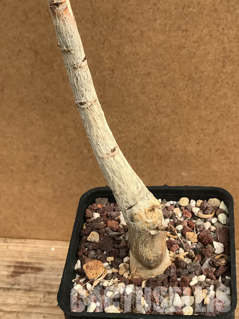 SHPR6463 Moringa hildebrandtii, Madagascar - Image 4