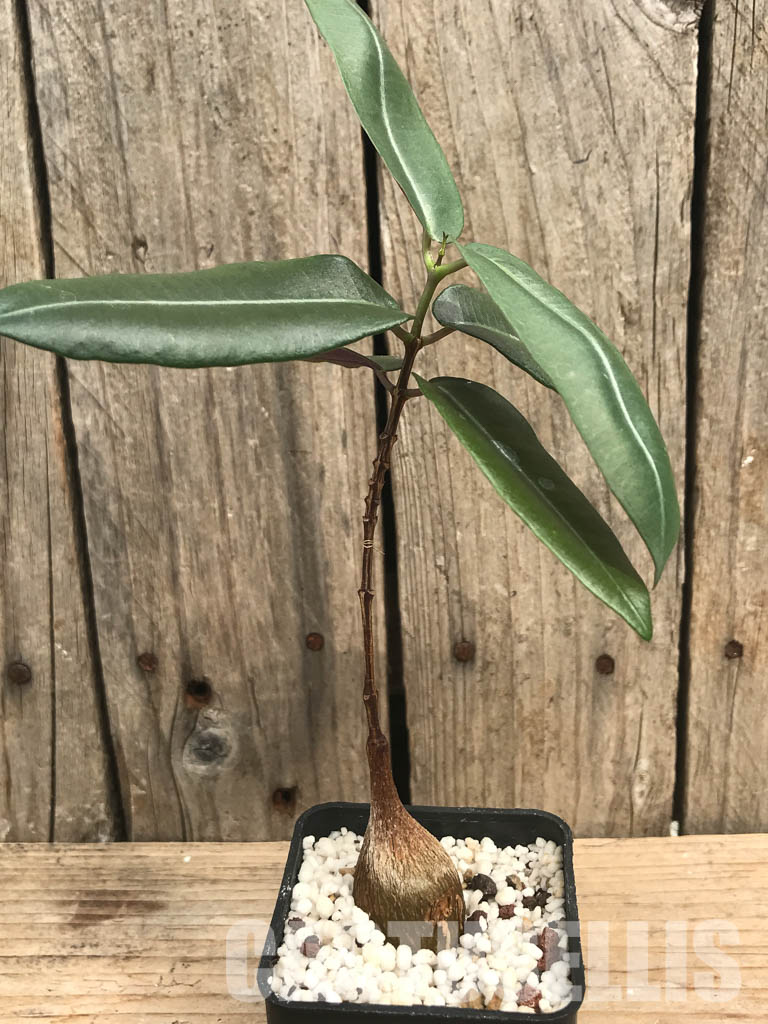 SHPR6468 Petopentia natalensis, Eastern Cape, Kwazulu-Natal, Mpumalanga Republic, South Africa - Image 2