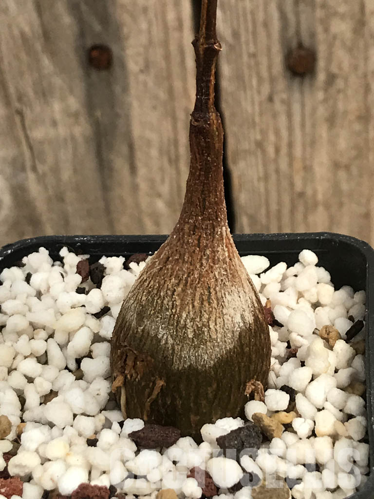 SHPR6468 Petopentia natalensis, Eastern Cape, Kwazulu-Natal, Mpumalanga Republic, South Africa - Image 3