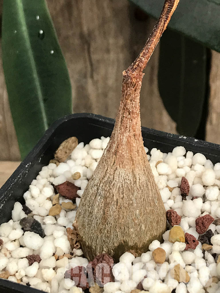 SHPR6468 Petopentia natalensis, Eastern Cape, Kwazulu-Natal, Mpumalanga Republic, South Africa