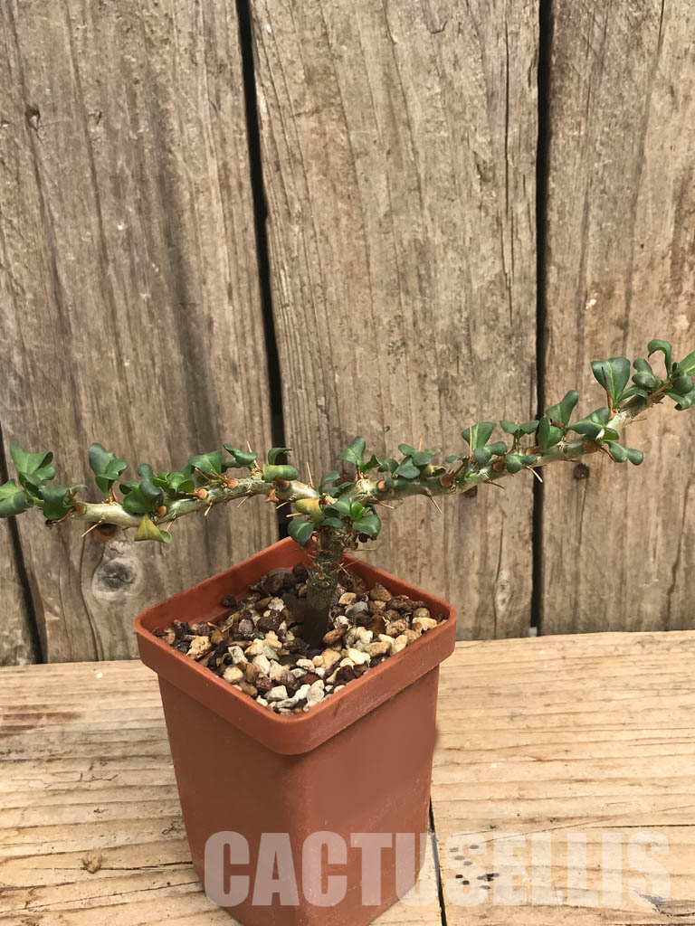 SHPR6472 Sarcocaulon vanderietiae, Northern Cape, Albany-District , South Africa - Image 2