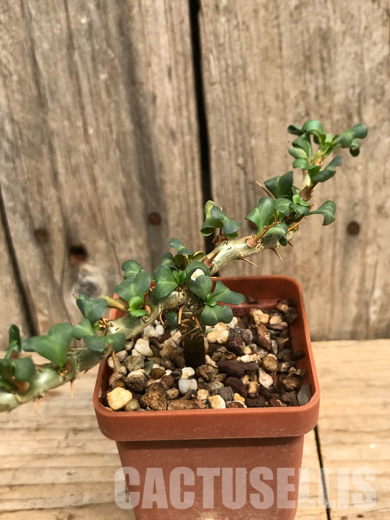 SHPR6472 Sarcocaulon vanderietiae, Northern Cape, Albany-District , South Africa - Image 3