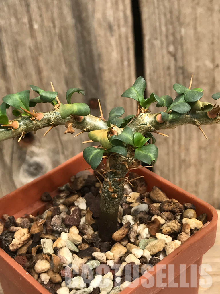SHPR6472 Sarcocaulon vanderietiae, Northern Cape, Albany-District , South Africa - Image 4