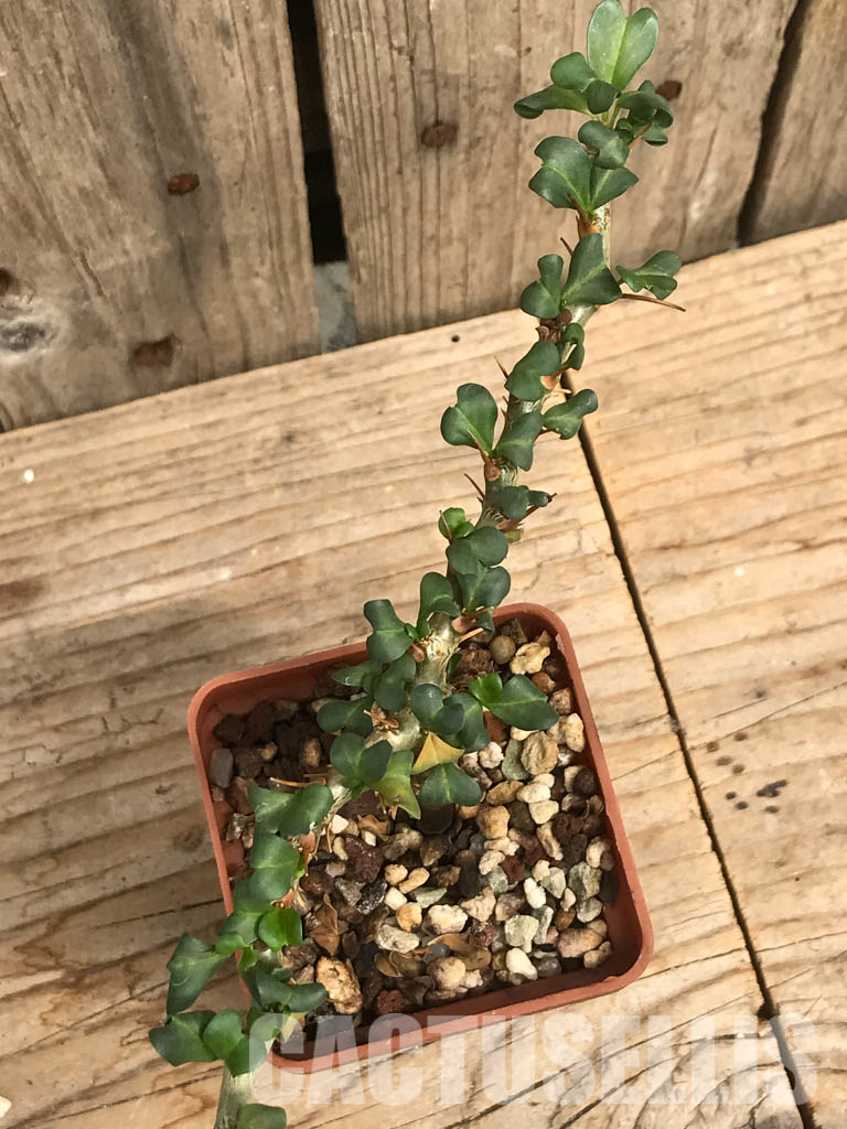 SHPR6472 Sarcocaulon vanderietiae, Northern Cape, Albany-District , South Africa - Image 5