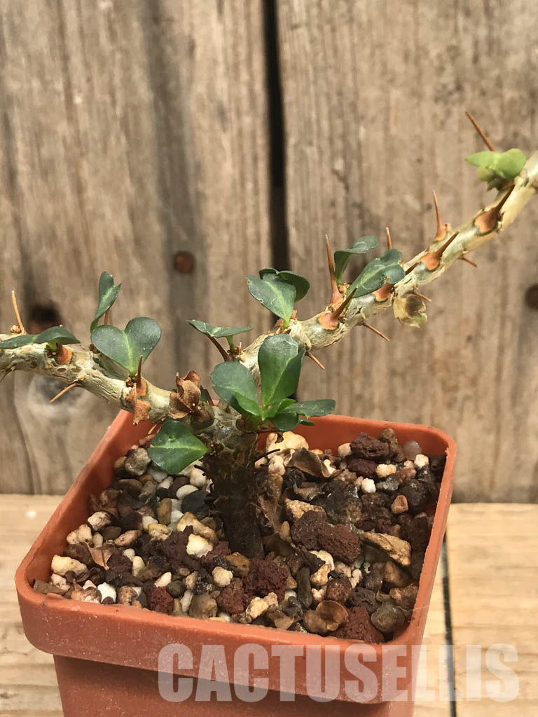 SHPR6472 Sarcocaulon vanderietiae, Northern Cape, Albany-District , South Africa - Image 6