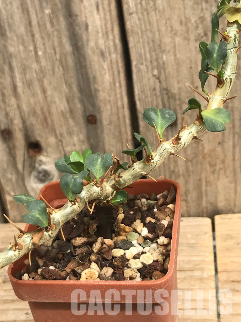 SHPR6472 Sarcocaulon vanderietiae, Northern Cape, Albany-District , South Africa - Image 7