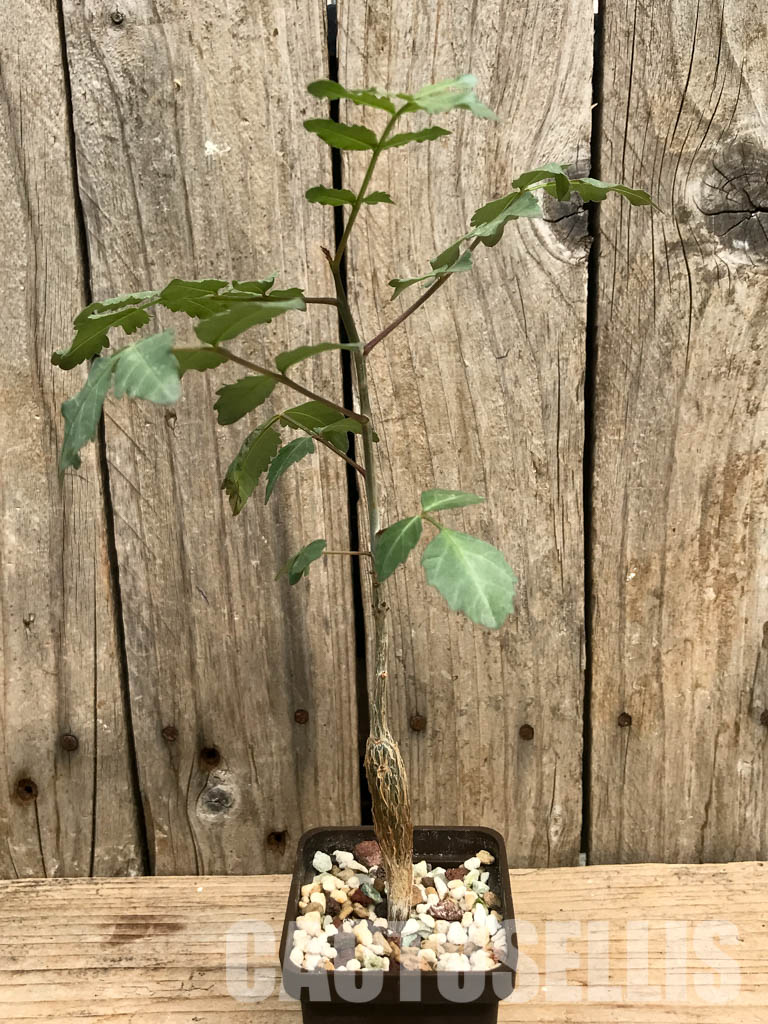 SHPR6473 Bursera fagaroides, Sonoran Desert, Mexico - Image 2