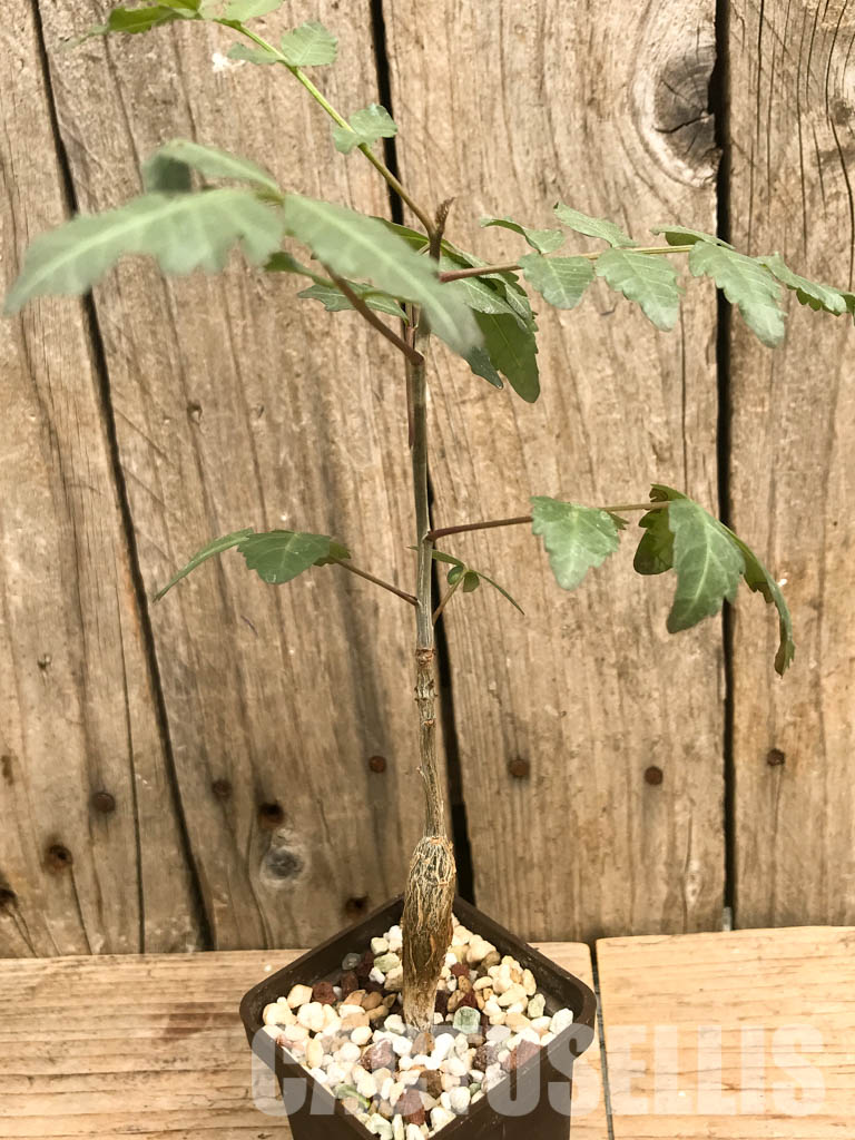SHPR6473 Bursera fagaroides, Sonoran Desert, Mexico - Image 3