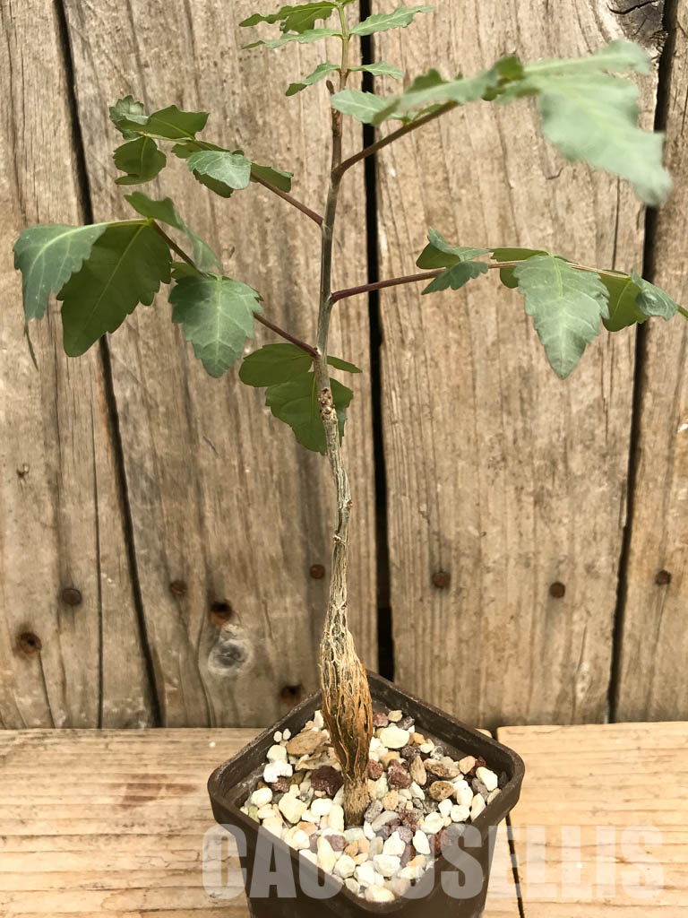 SHPR6473 Bursera fagaroides, Sonoran Desert, Mexico