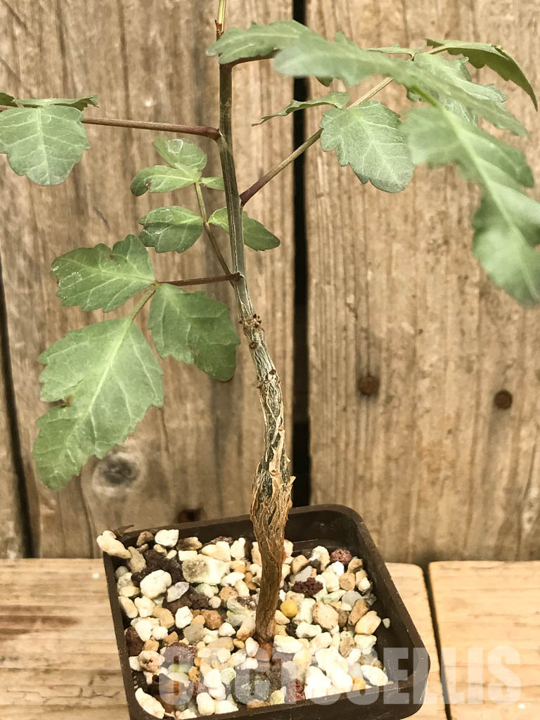 SHPR6473 Bursera fagaroides, Sonoran Desert, Mexico - Image 6