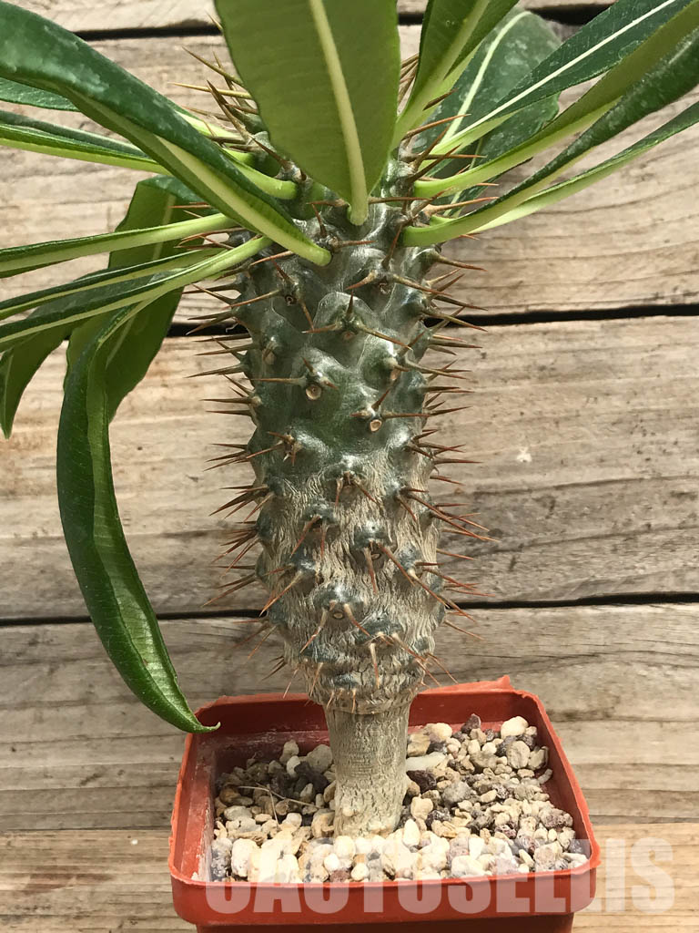 SHPR6474 Pachypodium lamerei var. ramosum, South Madagascar