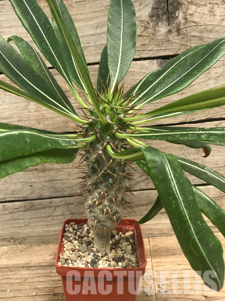 SHPR6474 Pachypodium lamerei var. ramosum, South Madagascar - Image 3
