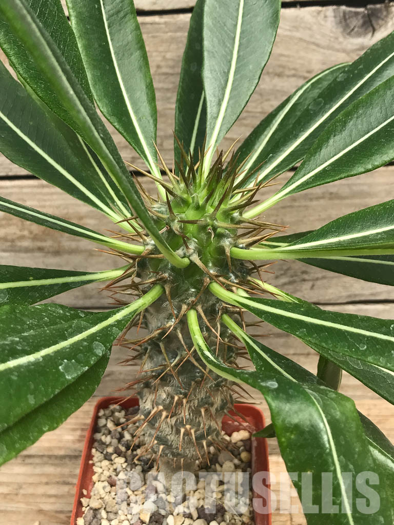 SHPR6474 Pachypodium lamerei var. ramosum, South Madagascar - Image 4