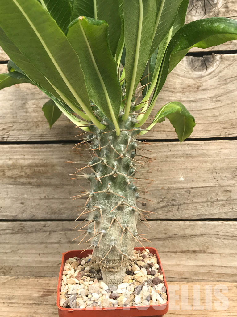 SHPR6474 Pachypodium lamerei var. ramosum, South Madagascar - Image 5